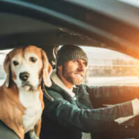 Dog in the car with the owner driving